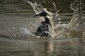 Martin pêcheur sédentaire (ou à ventre roux) en pleine pêche dans une rivière.
Ringed Kingfisher Fishing in a river.
(Ceryle torquata)
Marais du Pantanal.
Pantanal.
Brazil. 
 martin pêcheur 
 Alcyon 
 oiseau 
 pêche 
 plonger 
 poisson 
 rivière 
 Pantanal 
 Brésil 
 Ceryle 
 torquata 
 Kingfisher 
 fishing 
 fish 
 bird 
 diving 
 freshwater 
 Pantanal 
 Brazil 
 Ceryle 
 torquata  