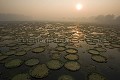 Nénuphars géants. Giant Water Lilies
(Victoria amazonica)
Pantanal.
Brazil. 
 Brésil 
 fleurs 
 géant 
 Pantanal 
 nénuphar 
 eau 
 zone humide 
 ronds 
 cercles 
 feuilles 
 Victorica 
 Brazil 
 flowers 
 circle 
 Water 
 Lily 
 giant 
 leaves 
 floating  