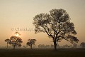 Lever de soleil dans la brume dans le Pantanal. 
Misty Sunrise in the Pantanal Region.
Arbres : Ipés.
Ipés Trees.
Santa Tereza.
Brésil. Brazil.  