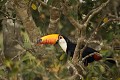 Toucan Toco.
Toco Toucan.
(Ramphastos toco)
Pantanal.
Brésil. Brazil.  