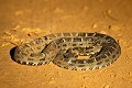 Vipère fer de lance. (Bothrox atrox). Pantanal. Brazil. Bothrox 
 Brazil 
 Brésil 
 Lancehead 
 atrox 
 common 
 danger 
 deadly 
 death 
 fer 
 fer de lance 
 lance 
 mortel 
 night 
 nuit 
 piste 
 poisonous 
 road 
 route 
 snake 
 venimeux 
 venin 
 vipère 