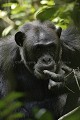 Chimpanzé  sauvage. 
(Pan troglodytes schweinfurthi)
Foret du Parc National de Kibale. Ouganda, Pan troglodytes 
 scheinfurthi 
 Afrique 
 Africa 
 mammifere 
 mammal 
 Kibale 
 forest 
 foret 
 Parc National 
 National Park 
 singe 
 grand singe 
 Ape 
 Great Ape 
 chimpanze 
 chimpanzee 
 chimp 
 animal 
 espece 
 OUGANDA - Uganda, 