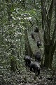 Chimpanze sauvage. Wild Chimpanzes.
(Pan troglodytes schweinfurthi)
Foret du Parc National de Kibale. Ouganda,
Kibale National Park. Uganda, 
 Pan troglodytes 
 scheinfurthi 
 Afrique 
 Africa 
 mammifere 
 mammal 
 Kibale 
 forest 
 foret 
 Parc National 
 National Park 
 singe 
 grand singe 
 Ape 
 Great Ape 
 chimpanze 
 chimpanzee 
 chimp 
 animal 
 espece 
 OUGANDA - Uganda,  