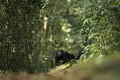 Chimpanze sauvage. Wild Chimpanzes.
(Pan troglodytes schweinfurthi)
Foret du Parc National de Kibale. Ouganda,
Kibale National Park. Uganda, 
 Pan troglodytes 
 scheinfurthi 
 Afrique 
 Africa 
 mammifere 
 mammal 
 Kibale 
 forest 
 foret 
 Parc National 
 National Park 
 singe 
 grand singe 
 Ape 
 Great Ape 
 chimpanze 
 chimpanzee 
 chimp 
 animal 
 espece 
 OUGANDA - Uganda,  