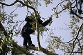 Chimpanze sauvage. Wild Chimpanzes.
(Pan troglodytes schweinfurthi)
Foret du Parc National de Kibale. Ouganda,
Kibale National Park. Uganda, 
 Pan troglodytes 
 scheinfurthi 
 Afrique 
 Africa 
 mammifere 
 mammal 
 Kibale 
 forest 
 foret 
 Parc National 
 National Park 
 singe 
 grand singe 
 Ape 
 Great Ape 
 chimpanze 
 chimpanzee 
 chimp 
 animal 
 espece 
 OUGANDA - Uganda,  