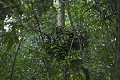 Nid de Chimpanze sauvage construit a la tombee de la nuit.
 Wild Chimpanzee Nest. Built at dusk.
(Pan troglodytes schweinfurthi)
Foret du Parc National de Kibale. Ouganda,
Kibale National Park. Uganda, 
 Pan troglodytes 
 scheinfurthi 
 Afrique 
 Africa 
 mammifere 
 mammal 
 Kibale 
 forest 
 foret 
 Parc National 
 National Park 
 singe 
 grand singe 
 Ape 
 Great Ape 
 chimpanze 
 chimpanzee 
 chimp 
 animal 
 espece 
 nid 
 dormir 
 arbre 
 nest 
 nesting 
 nuit 
 night 
 overnight 
 OUGANDA - Uganda,  