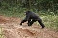 Chimpanze sauvage en train de traverser une piste. 
Wild Chimpanzee crossing a road in a forest.
(Pan troglodytes schweinfurthi)
Foret du Parc National de Kibale. Ouganda,
Kibale National Park. Uganda. 
 Pan troglodytes 
 scheinfurthi 
 Afrique 
 Africa 
 mammifere 
 mammal 
 Kibale 
 forest 
 foret 
 Parc National 
 National Park 
 singe 
 grand singe 
 Ape 
 Great Ape 
 chimpanze 
 chimpanzee 
 chimp 
 animal 
 espece 
 traverser 
 route 
 piste 
 latérite 
 OUGANDA - Uganda, 
 KIbale National Park,  
