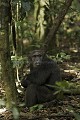 Chimpanze sauvage. Wild Chimpanze.
(Pan troglodytes schweinfurthi)
Foret du Parc National de Kibale. Ouganda,
Kibale National Park. Uganda. 
 Pan troglodytes 
 scheinfurthi 
 Afrique 
 Africa 
 mammifere 
 mammal 
 Kibale 
 forest 
 foret 
 Parc National 
 National Park 
 singe 
 grand singe 
 Ape 
 Great Ape 
 chimpanze 
 chimpanzee 
 chimp 
 animal 
 espece 
 OUGANDA - Uganda, 
 KIbale National Park,  