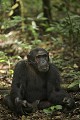 Chimpanze sauvage. Wild Chimpanze.
(Pan troglodytes schweinfurthi)
Foret du Parc National de Kibale. Ouganda,
Kibale National Park. Uganda. 
 Pan troglodytes 
 scheinfurthi 
 Afrique 
 Africa 
 mammifere 
 mammal 
 Kibale 
 forest 
 foret 
 Parc National 
 National Park 
 singe 
 grand singe 
 Ape 
 Great Ape 
 chimpanze 
 chimpanzee 
 chimp 
 animal 
 espece 
 OUGANDA - Uganda, 
 KIbale National Park,  