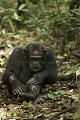 Chimpanze sauvage. Wild Chimpanze.
(Pan troglodytes schweinfurthi)
Foret du Parc National de Kibale. Ouganda,
Kibale National Park. Uganda. 
 Pan troglodytes 
 scheinfurthi 
 Afrique 
 Africa 
 mammifere 
 mammal 
 Kibale 
 forest 
 foret 
 Parc National 
 National Park 
 singe 
 grand singe 
 Ape 
 Great Ape 
 chimpanze 
 chimpanzee 
 chimp 
 animal 
 espece 
 OUGANDA - Uganda, 
 KIbale National Park,  