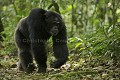 Chimpanze sauvage male dominant alfa (Mobutu) du Groupe Kanyachu en train de marcher entre deux arbres.
Wild Chimpanzee Male, Alfa male (Mobutu) dominant of the Kanyanchu Group walking on the ground.
(Pan troglodytes schweinfurthi)
Foret du Parc National de Kibale. Ouganda,
Kibale National Park. Uganda. 
 Pan troglodytes 
 scheinfurthi 
 Afrique 
 Africa 
 mammifere 
 mammal 
 Kibale 
 forest 
 foret 
 Parc National 
 National Park 
 singe 
 grand singe 
 Ape 
 Great Ape 
 chimpanze 
 chimpanzee 
 chimp 
 animal 
 espece 
 male 
 dominant 
 alfa 
 marcher 
 walking 
 sol 
 Kanyanchu 
 male 
 alfa 
 Mobutu 
 OUGANDA - Uganda, 
 KIbale National Park,  