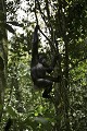 Chimpanze sauvage. Wild Chimpanze.
(Pan troglodytes schweinfurthi)
Foret du Parc National de Kibale. Ouganda,
Kibale National Park. Uganda. 
 Pan troglodytes 
 scheinfurthi 
 Afrique 
 Africa 
 mammifere 
 mammal 
 Kibale 
 forest 
 foret 
 Parc National 
 National Park 
 singe 
 grand singe 
 Ape 
 Great Ape 
 chimpanze 
 chimpanzee 
 chimp 
 animal 
 espece 
 OUGANDA - Uganda, 
 KIbale National Park,  