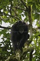 Chimpanze sauvage. Wild Chimpanze.
(Pan troglodytes schweinfurthi)
Foret du Parc National de Kibale. Ouganda,
Kibale National Park. Uganda. 
 Pan troglodytes 
 scheinfurthi 
 Afrique 
 Africa 
 mammifere 
 mammal 
 Kibale 
 forest 
 foret 
 Parc National 
 National Park 
 singe 
 grand singe 
 Ape 
 Great Ape 
 chimpanze 
 chimpanzee 
 chimp 
 animal 
 espece 
 OUGANDA - Uganda, 
 KIbale National Park,  