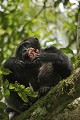Chimpanze sauvage. Wild Chimpanze.
(Pan troglodytes schweinfurthi)
Foret du Parc National de Kibale. Ouganda,
Kibale National Park. Uganda. 
 Pan troglodytes 
 scheinfurthi 
 Afrique 
 Africa 
 mammifere 
 mammal 
 Kibale 
 forest 
 foret 
 Parc National 
 National Park 
 singe 
 grand singe 
 Ape 
 Great Ape 
 chimpanze 
 chimpanzee 
 chimp 
 animal 
 espece 
 OUGANDA - Uganda, 
 KIbale National Park,  