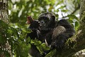 Chimpanze sauvage. Wild Chimpanze.
(Pan troglodytes schweinfurthi)
Foret du Parc National de Kibale. Ouganda,
Kibale National Park. Uganda. 
 Pan troglodytes 
 scheinfurthi 
 Afrique 
 Africa 
 mammifere 
 mammal 
 Kibale 
 forest 
 foret 
 Parc National 
 National Park 
 singe 
 grand singe 
 Ape 
 Great Ape 
 chimpanze 
 chimpanzee 
 chimp 
 animal 
 espece 
 OUGANDA - Uganda, 
 KIbale National Park,  