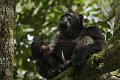 Chimpanze sauvage. Wild Chimpanze.
Male alfa "Mobutu" leader du groupe Kanyanshu. Mange les restes d'un collobe noir et blanc chasse et capture par le groupe. Apres la chasse, l'excitation reste a son comble. Le calme ne revient dans le groupe que petit a petit.
Foret primaire de Kibale. Parc National. Ouganda.
(Pan troglodytes schweinfurthi)
Alfa Male (dominant) "Mobutu", eating meat, remain of a Black  White Collobus hunted by the whole group. Kanyanshu Group. Kibale Rain Forest National Park.
Mobutu is still very nervous and excited by the hunt. Calming Down needs time among the group. Then they move to another place.
Uganda. 
 Pan troglodytes 
 scheinfurthi 
 Afrique 
 Africa 
 mammifere 
 mammal 
 Kibale 
 forest 
 foret 
 Parc National 
 National Park 
 singe 
 grand singe 
 Ape 
 Great Ape 
 chimpanze 
 chimpanzee 
 chimp 
 animal 
 espece 
 OUGANDA - Uganda, 
 KIbale National Park,  