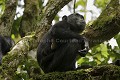 Chimpanze sauvage. Wild Chimpanze.
(Pan troglodytes schweinfurthi)
Foret du Parc National de Kibale. Ouganda,
Kibale National Park. Uganda. 
 Pan troglodytes 
 scheinfurthi 
 Afrique 
 Africa 
 mammifere 
 mammal 
 Kibale 
 forest 
 foret 
 Parc National 
 National Park 
 singe 
 grand singe 
 Ape 
 Great Ape 
 chimpanze 
 chimpanzee 
 chimp 
 animal 
 espece 
 OUGANDA - Uganda, 
 KIbale National Park,  