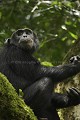 Chimpanze sauvage. Wild Chimpanze.
(Pan troglodytes schweinfurthi)
Foret du Parc National de Kibale. Ouganda,
Kibale National Park. Uganda. 
 Pan troglodytes 
 scheinfurthi 
 Afrique 
 Africa 
 mammifere 
 mammal 
 Kibale 
 forest 
 foret 
 Parc National 
 National Park 
 singe 
 grand singe 
 Ape 
 Great Ape 
 chimpanze 
 chimpanzee 
 chimp 
 animal 
 espece 
 OUGANDA - Uganda, 
 KIbale National Park,  