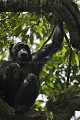 Chimpanze sauvage. Wild Chimpanze.
(Pan troglodytes schweinfurthi)
Foret du Parc National de Kibale. Ouganda,
Kibale National Park. Uganda. 
 Pan troglodytes 
 scheinfurthi 
 Afrique 
 Africa 
 mammifere 
 mammal 
 Kibale 
 forest 
 foret 
 Parc National 
 National Park 
 singe 
 grand singe 
 Ape 
 Great Ape 
 chimpanze 
 chimpanzee 
 chimp 
 animal 
 espece 
 OUGANDA - Uganda, 
 KIbale National Park,  