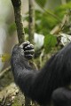 Chimpanze sauvage. Wild Chimpanze.
(Pan troglodytes schweinfurthi)
Foret du Parc National de Kibale. Ouganda,
Kibale National Park. Uganda. 
 Pan troglodytes 
 scheinfurthi 
 Afrique 
 Africa 
 mammifere 
 mammal 
 Kibale 
 forest 
 foret 
 Parc National 
 National Park 
 singe 
 grand singe 
 Ape 
 Great Ape 
 chimpanze 
 chimpanzee 
 chimp 
 animal 
 espece 
 OUGANDA - Uganda, 
 KIbale National Park,  