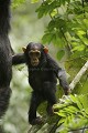 Chimpanze sauvage. Wild Chimpanze.
(Pan troglodytes schweinfurthi)
Foret du Parc National de Kibale. Ouganda,
Kibale National Park. Uganda. 
 Pan troglodytes 
 scheinfurthi 
 Afrique 
 Africa 
 mammifere 
 mammal 
 Kibale 
 forest 
 foret 
 Parc National 
 National Park 
 singe 
 grand singe 
 Ape 
 Great Ape 
 chimpanze 
 chimpanzee 
 chimp 
 animal 
 espece 
 OUGANDA - Uganda, 
 KIbale National Park,  