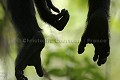 Chimpanze sauvage. Wild Chimpanze.
(Pan troglodytes schweinfurthi)
Foret du Parc National de Kibale. Ouganda,
Kibale National Park. Uganda. 
 Pan troglodytes 
 scheinfurthi 
 Afrique 
 Africa 
 mammifere 
 mammal 
 Kibale 
 forest 
 foret 
 Parc National 
 National Park 
 singe 
 grand singe 
 Ape 
 Great Ape 
 chimpanze 
 chimpanzee 
 chimp 
 animal 
 espece 
 OUGANDA - Uganda, 
 KIbale National Park,  