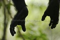 Chimpanze sauvage. Wild Chimpanze.
(Pan troglodytes schweinfurthi)
Foret du Parc National de Kibale. Ouganda,
Kibale National Park. Uganda. 
 Pan troglodytes 
 scheinfurthi 
 Afrique 
 Africa 
 mammifere 
 mammal 
 Kibale 
 forest 
 foret 
 Parc National 
 National Park 
 singe 
 grand singe 
 Ape 
 Great Ape 
 chimpanze 
 chimpanzee 
 chimp 
 animal 
 espece 
 OUGANDA - Uganda, 
 KIbale National Park,  