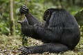 Chimpanze sauvage. Wild Chimpanze.
(Pan troglodytes schweinfurthi)
Foret du Parc National de Kibale. Ouganda,
Kibale National Park. Uganda. 
 Pan troglodytes 
 scheinfurthi 
 Afrique 
 Africa 
 mammifere 
 mammal 
 Kibale 
 forest 
 foret 
 Parc National 
 National Park 
 singe 
 grand singe 
 Ape 
 Great Ape 
 chimpanze 
 chimpanzee 
 chimp 
 animal 
 espece 
 OUGANDA - Uganda, 
 KIbale National Park,  