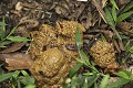 Feces de Chimpanze sauvage en foret. Les graines non deàÅgireàÅes sont dispersees par les primates qui contribuent a la regeneration des la foret. 
Wild Chimpanzee Feces. The undigested seeds are widespread among the forest by the Apes while they are moving.
(Pan troglodytes schweinfurthi)
Foret du Parc National de Kibale. Ouganda,
Kibale National Park. Uganda. 
 Pan troglodytes 
 scheinfurthi 
 Afrique 
 Africa 
 mammifere 
 mammal 
 Kibale 
 forest 
 foret 
 Parc National 
 National Park 
 singe 
 grand singe 
 Ape 
 Great Ape 
 chimpanze 
 chimpanzee 
 chimp 
 animal 
 espece 
 OUGANDA - Uganda, 
 KIbale National Park,  