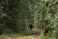Chimpanze sauvage. 
Saut de curiosite. Serie de 5 images.
Wild Chimpanze. Jumping inquisitive. Series of 5 images.
(Pan troglodytes schweinfurthi)
Foret du Parc National de Kibale. Ouganda,
Kibale National Park. Uganda. 
 Pan troglodytes 
 scheinfurthi 
 Afrique 
 Africa 
 mammifere 
 mammal 
 Kibale 
 forest 
 foret 
 Parc National 
 National Park 
 singe 
 grand singe 
 Ape 
 Great Ape 
 chimpanze 
 chimpanzee 
 chimp 
 animal 
 espece 
 OUGANDA - Uganda, 
 KIbale National Park,  