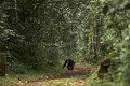 Chimpanze sauvage. 
Saut de curiosite. Serie de 5 images.
Wild Chimpanze. Jumping inquisitive. Series of 5 images.
(Pan troglodytes schweinfurthi)
Foret du Parc National de Kibale. Ouganda,
Kibale National Park. Uganda. 
 Pan troglodytes 
 scheinfurthi 
 Afrique 
 Africa 
 mammifere 
 mammal 
 Kibale 
 forest 
 foret 
 Parc National 
 National Park 
 singe 
 grand singe 
 Ape 
 Great Ape 
 chimpanze 
 chimpanzee 
 chimp 
 animal 
 espece 
 OUGANDA - Uganda, 
 KIbale National Park,  