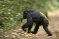 Chimpanze sauvage. Wild Chimpanze.
(Pan troglodytes schweinfurthi)
Foret du Parc National de Kibale. Ouganda,
Kibale National Park. Uganda. 
 Pan troglodytes 
 scheinfurthi 
 Afrique 
 Africa 
 mammifere 
 mammal 
 Kibale 
 forest 
 foret 
 Parc National 
 National Park 
 singe 
 grand singe 
 Ape 
 Great Ape 
 chimpanze 
 chimpanzee 
 chimp 
 animal 
 espece 
 OUGANDA - Uganda, 
 KIbale National Park,  