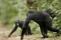 Chimpanze sauvage. Wild Chimpanze.
(Pan troglodytes schweinfurthi)
Foret du Parc National de Kibale. Ouganda,
Kibale National Park. Uganda. 
 Pan troglodytes 
 scheinfurthi 
 Afrique 
 Africa 
 mammifere 
 mammal 
 Kibale 
 forest 
 foret 
 Parc National 
 National Park 
 singe 
 grand singe 
 Ape 
 Great Ape 
 chimpanze 
 chimpanzee 
 chimp 
 animal 
 espece 
 OUGANDA - Uganda, 
 KIbale National Park,  