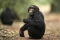 Chimpanze sauvage. Wild Chimpanze.
(Pan troglodytes schweinfurthi)
Foret du Parc National de Kibale. Ouganda,
Kibale National Park. Uganda. 
 Pan troglodytes 
 scheinfurthi 
 Afrique 
 Africa 
 mammifere 
 mammal 
 Kibale 
 forest 
 foret 
 Parc National 
 National Park 
 singe 
 grand singe 
 Ape 
 Great Ape 
 chimpanze 
 chimpanzee 
 chimp 
 animal 
 espece 
 OUGANDA - Uganda, 
 KIbale National Park,  