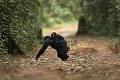 Chimpanze sauvage. Wild Chimpanze.
(Pan troglodytes schweinfurthi)
Foret du Parc National de Kibale. Ouganda,
Kibale National Park. Uganda. 
 Pan troglodytes 
 scheinfurthi 
 Afrique 
 Africa 
 mammifere 
 mammal 
 Kibale 
 forest 
 foret 
 Parc National 
 National Park 
 singe 
 grand singe 
 Ape 
 Great Ape 
 chimpanze 
 chimpanzee 
 chimp 
 animal 
 espece 
 OUGANDA - Uganda, 
 KIbale National Park,  