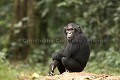 Chimpanze sauvage. Wild Chimpanze.
(Pan troglodytes schweinfurthi)
Foret du Parc National de Kibale. Ouganda,
Kibale National Park. Uganda. 
 Pan troglodytes 
 scheinfurthi 
 Afrique 
 Africa 
 mammifere 
 mammal 
 Kibale 
 forest 
 foret 
 Parc National 
 National Park 
 singe 
 grand singe 
 Ape 
 Great Ape 
 chimpanze 
 chimpanzee 
 chimp 
 animal 
 espece 
 OUGANDA - Uganda, 
 KIbale National Park,  