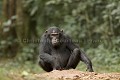 Chimpanze sauvage. Wild Chimpanze.
(Pan troglodytes schweinfurthi)
Foret du Parc National de Kibale. Ouganda,
Kibale National Park. Uganda. 
 Pan troglodytes 
 scheinfurthi 
 Afrique 
 Africa 
 mammifere 
 mammal 
 Kibale 
 forest 
 foret 
 Parc National 
 National Park 
 singe 
 grand singe 
 Ape 
 Great Ape 
 chimpanze 
 chimpanzee 
 chimp 
 animal 
 espece 
 OUGANDA - Uganda, 
 KIbale National Park,  