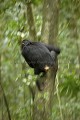 Chimpanze sauvage. Wild Chimpanze.
(Pan troglodytes schweinfurthi)
Foret du Parc National de Kibale. Ouganda,
Kibale National Park. Uganda. 
 Pan troglodytes 
 scheinfurthi 
 Afrique 
 Africa 
 mammifere 
 mammal 
 Kibale 
 forest 
 foret 
 Parc National 
 National Park 
 singe 
 grand singe 
 Ape 
 Great Ape 
 chimpanze 
 chimpanzee 
 chimp 
 animal 
 espece 
 OUGANDA - Uganda, 
 KIbale National Park,  