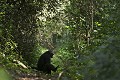 Chimpanze sauvage. Wild Chimpanzes.
(Pan troglodytes schweinfurthi)
Queeen Elizabeth NP Kyambura Gorge. 
Ouganda, 
 Pan troglodytes 
 scheinfurthi 
 Afrique 
 Africa 
 mammifere 
 mammal 
 Kibale 
 forest 
 foret 
 Parc National 
 National Park 
 singe 
 grand singe 
 Ape 
 Great Ape 
 chimpanze 
 chimpanzee 
 chimp 
 animal 
 espece  