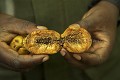 Fruits de l'arbre (Ficus mucoso), famille des Sapotaces, consommes par les chimpanzes de la foret de Kibale (Ouganda).
Fruits of Fig Tree (Ficus mucoso), Eated by Chimpanzees in the Kibale Rain Forest (Uganda). Family of Sapotacea. 
 alimentation 
 arbre 
 digestion 
 eatable 
 Ficus 
 Ficus mucoso 
 Fig 
 figuier 
 fruit 
 manger 
 nourriture 
 plant 
 plante 
 primate 
 regime 
 ressource 
 vegetation  