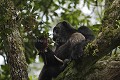  
 Pan troglodytes 
 scheinfurthi 
 Afrique 
 Africa 
 mammifere 
 mammal 
 Kibale 
 forest 
 foret 
 Parc National 
 National Park 
 singe 
 grand singe 
 Ape 
 Great Ape 
 chimpanze 
 chimpanzee 
 chimp 
 animal 
 espece  