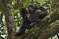  
 Pan troglodytes 
 scheinfurthi 
 Afrique 
 Africa 
 mammifere 
 mammal 
 Kibale 
 forest 
 foret 
 Parc National 
 National Park 
 singe 
 grand singe 
 Ape 
 Great Ape 
 chimpanze 
 chimpanzee 
 chimp 
 animal 
 espece  