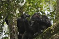  
 Pan troglodytes 
 scheinfurthi 
 Afrique 
 Africa 
 mammifere 
 mammal 
 Kibale 
 forest 
 foret 
 Parc National 
 National Park 
 singe 
 grand singe 
 Ape 
 Great Ape 
 chimpanze 
 chimpanzee 
 chimp 
 animal 
 espece  