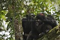  
 Pan troglodytes 
 scheinfurthi 
 Afrique 
 Africa 
 mammifere 
 mammal 
 Kibale 
 forest 
 foret 
 Parc National 
 National Park 
 singe 
 grand singe 
 Ape 
 Great Ape 
 chimpanze 
 chimpanzee 
 chimp 
 animal 
 espece  