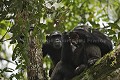  
 Pan troglodytes 
 scheinfurthi 
 Afrique 
 Africa 
 mammifere 
 mammal 
 Kibale 
 forest 
 foret 
 Parc National 
 National Park 
 singe 
 grand singe 
 Ape 
 Great Ape 
 chimpanze 
 chimpanzee 
 chimp 
 animal 
 espece  