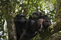 Chimpanze sauvage. Wild Chimpanze.
Male alfa "Mobutu" leader du groupe Kanyanchu. Mange les restes d'un collobe noir et blanc chasse et capture par le groupe. Apres la chasse, l'excitation reste a son comble. Le calme ne revient dans le groupe que petit a petit quand les autres membres du groupe ont mangé leur part.
Foret primaire de Kibale. Parc National. Ouganda.
(Pan troglodytes schweinfurthi)
 Africa 
 Afrique 
 Ape 
 chimpanze 
 Chimpanzee 
 forest 
 foret 
 Great Ape 
 mammal 
 mammifere 
 Ouganda 
 Pan troglodytes schweinfurthi 
 primate 
 Uganda 
 Mobutu 
 alfa 
 male 
 chasse 
 proie 
 manger 
 regime alimentaire 
 singe 
 grand singe 
 arbre 
 groupe 
 nourriture 
 collobe 
 Kibale 
 Ouganda 
 OUGANDA - Uganda, 
 KIbale National Park, 