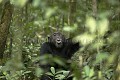 Chimpanze sauvage, male vocalisant avec d'autres de son groupe. 
Wild Chimpanzee, male, calling others.
(Pan troglodytes schweinfurthi)
Foret du Parc National de Kibale. Ouganda,
Kibale National Park. Uganda, 
 Pan troglodytes 
 scheinfurthi 
 Afrique 
 Africa 
 mammifere 
 mammal 
 Kibale 
 forest 
 foret 
 Parc National 
 National Park 
 singe 
 grand singe 
 Ape 
 Great Ape 
 chimpanze 
 chimpanzee 
 chimp 
 animal 
 espece 
 appel 
 vocalisation 
 cri 
 crier 
 calling 
 communication 
 OUGANDA - Uganda, 
 KIbale National Park,  