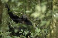 Chimpanze sauvage. Wild Chimpanzes.
(Pan troglodytes schweinfurthi)
Foret du Parc National de Kibale. Ouganda,
Kibale National Park. Uganda, 
 Pan troglodytes 
 scheinfurthi 
 Afrique 
 Africa 
 mammifere 
 mammal 
 Kibale 
 forest 
 foret 
 Parc National 
 National Park 
 singe 
 grand singe 
 Ape 
 Great Ape 
 chimpanze 
 chimpanzee 
 chimp 
 animal 
 espece 
 OUGANDA - Uganda, 
 KIbale National Park,  