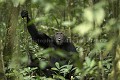 Chimpanze sauvage, male vocalisant avec d'autres de son groupe. 
Wild Chimpanzee, male, calling others.
(Pan troglodytes schweinfurthi)
Foret du Parc National de Kibale. Ouganda,
Kibale National Park. Uganda, 
 Pan troglodytes 
 scheinfurthi 
 Afrique 
 Africa 
 mammifere 
 mammal 
 Kibale 
 forest 
 foret 
 Parc National 
 National Park 
 singe 
 grand singe 
 Ape 
 Great Ape 
 chimpanze 
 chimpanzee 
 chimp 
 animal 
 espece 
 appel 
 vocalisation 
 cri 
 crier 
 calling 
 communication 
 OUGANDA - Uganda, 
 KIbale National Park,  