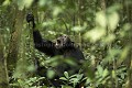 Chimpanze sauvage, male vocalisant avec d'autres de son groupe. 
Wild Chimpanzee, male, calling others.
(Pan troglodytes schweinfurthi)
Foret du Parc National de Kibale. Ouganda,
Kibale National Park. Uganda, 
 Pan troglodytes 
 scheinfurthi 
 Afrique 
 Africa 
 mammifere 
 mammal 
 Kibale 
 forest 
 foret 
 Parc National 
 National Park 
 singe 
 grand singe 
 Ape 
 Great Ape 
 chimpanze 
 chimpanzee 
 chimp 
 animal 
 espece 
 appel 
 vocalisation 
 cri 
 crier 
 calling 
 communication 
 OUGANDA - Uganda, 
 KIbale National Park,  